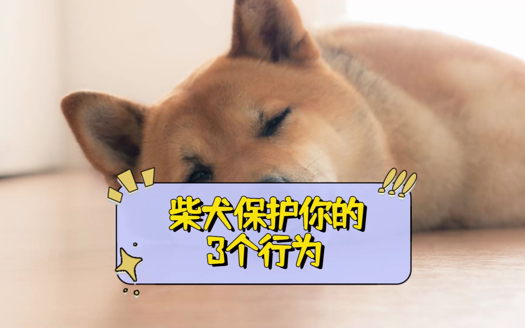 柴犬保护你的几个行为,你知道吗?哔哩哔哩bilibili