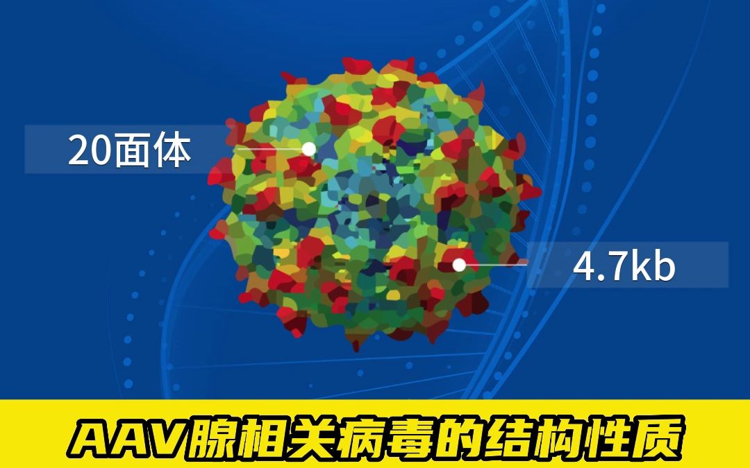 AAV腺相关病毒的结构性质哔哩哔哩bilibili