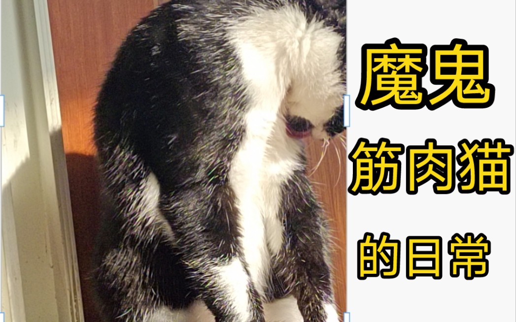 魔魔魔魔魔魔鬼鬼鬼鬼鬼鬼筋筋筋筋肉肉肉肉喵