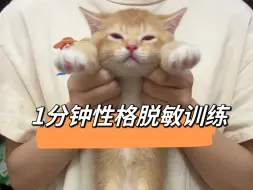 下载视频: 1分钟性格脱敏训练教程，让猫咪随便抱随便撸