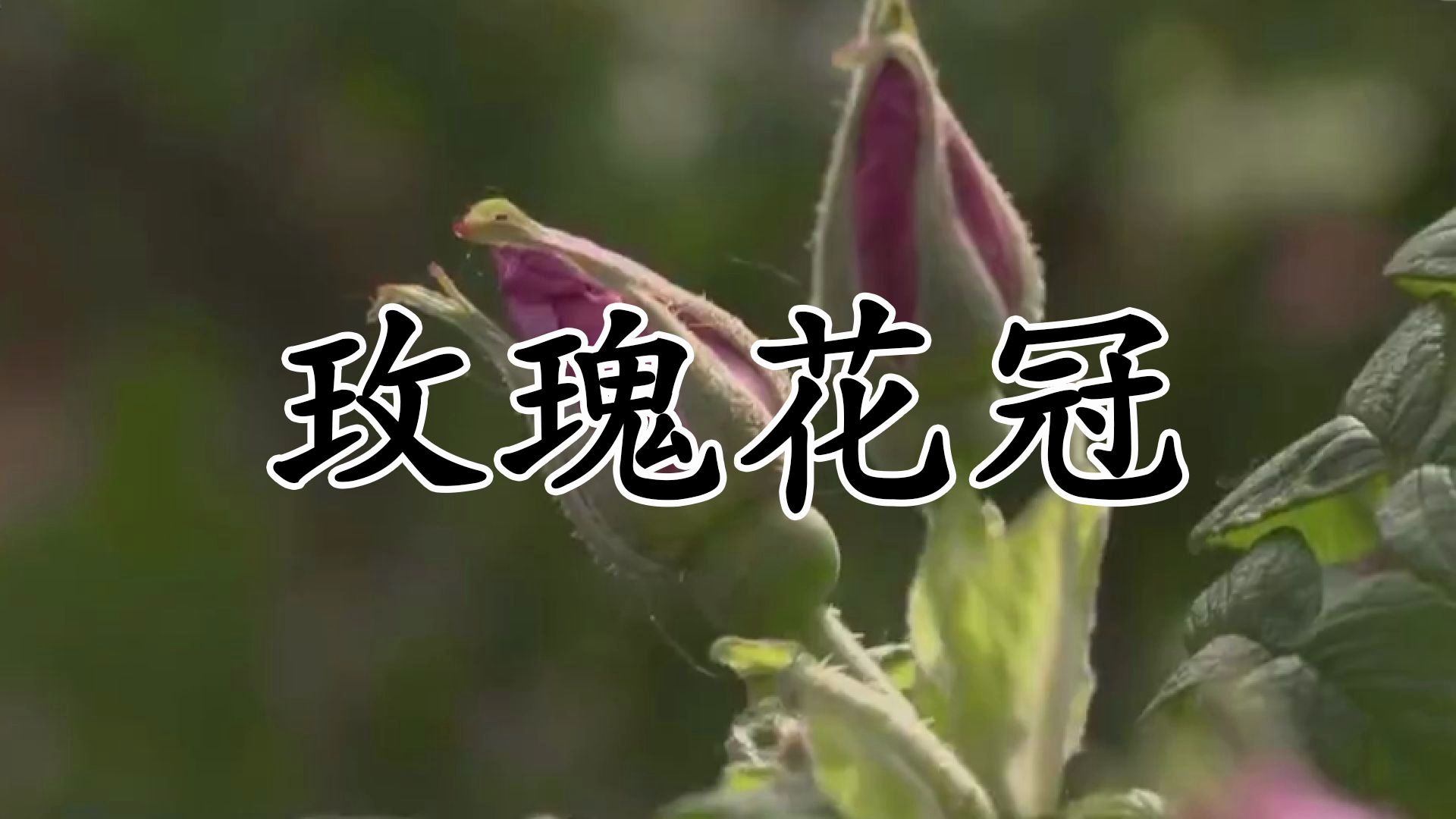 玫瑰花蕾与玫瑰花冠的区别哔哩哔哩bilibili