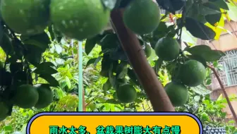 Download Video: 今年雨水太多了，盆栽果树膨大有点慢