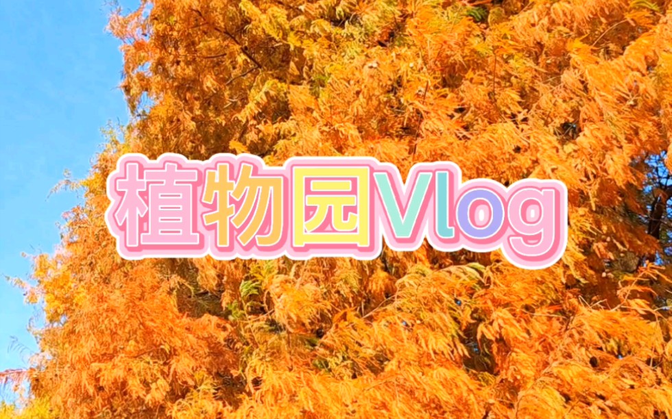 「Vlog#30」广州华南植物园一日游,进来看人间仙境!哔哩哔哩bilibili