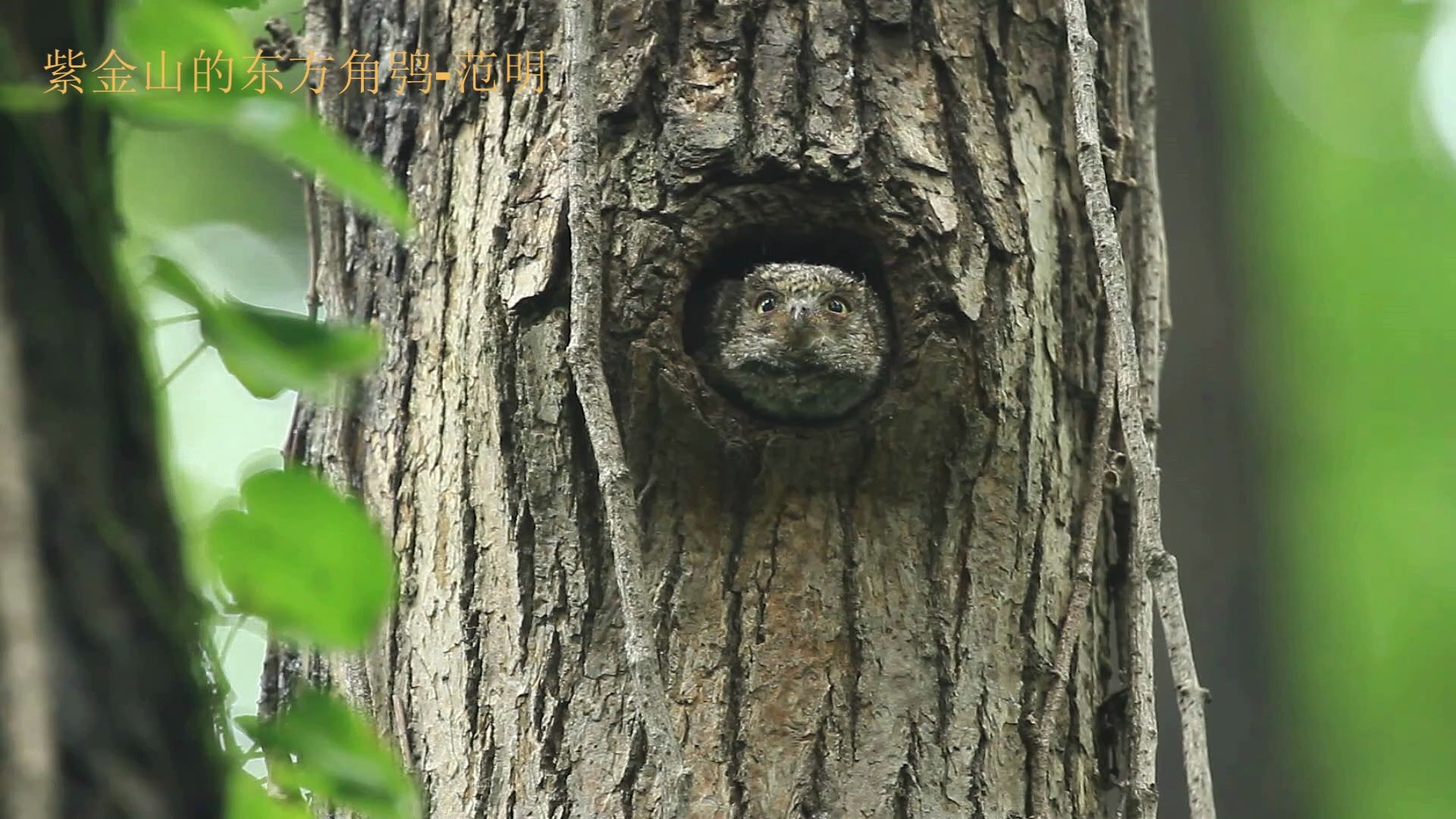 摇头晃脑的猫头鹰baby