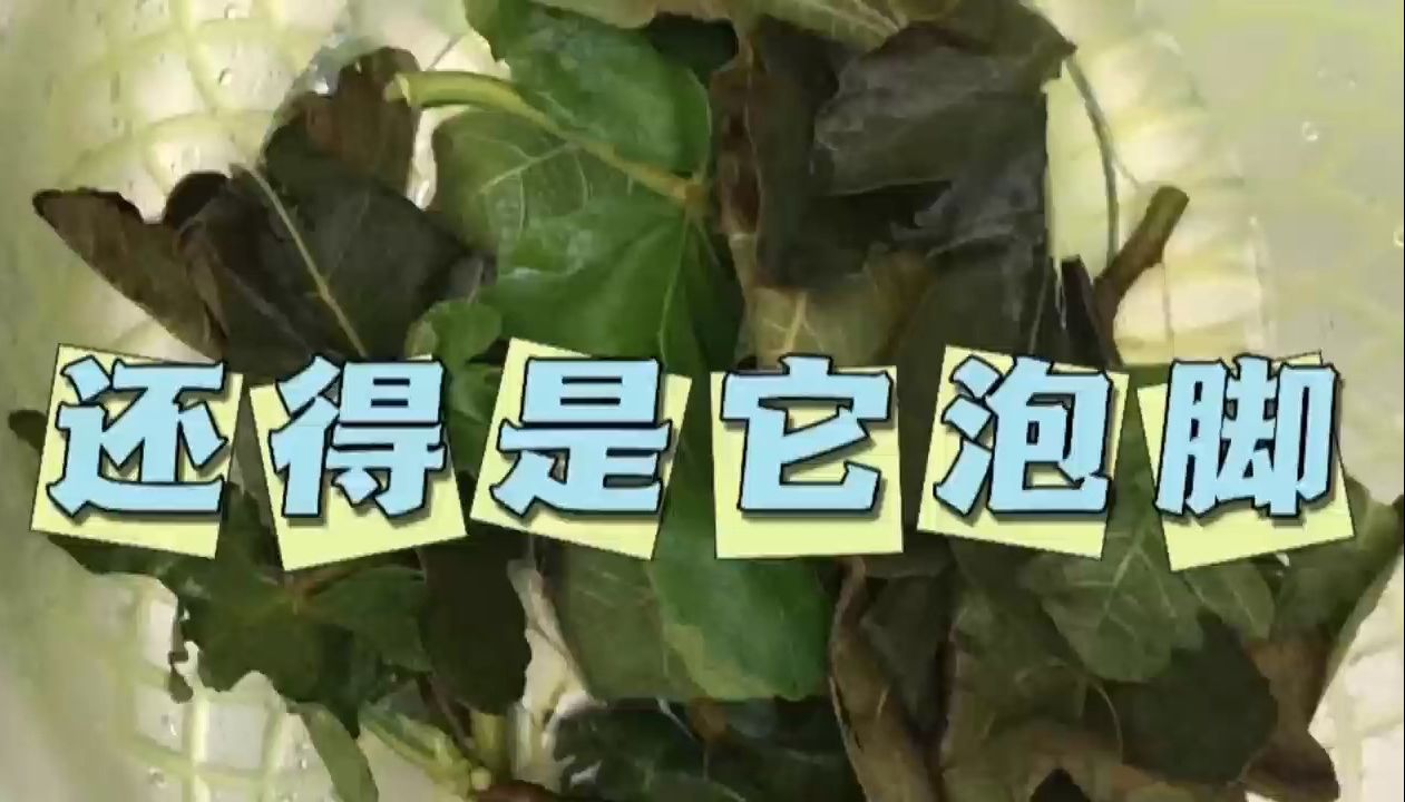 无花果叶泡脚:脚气克星,一试就爱上!