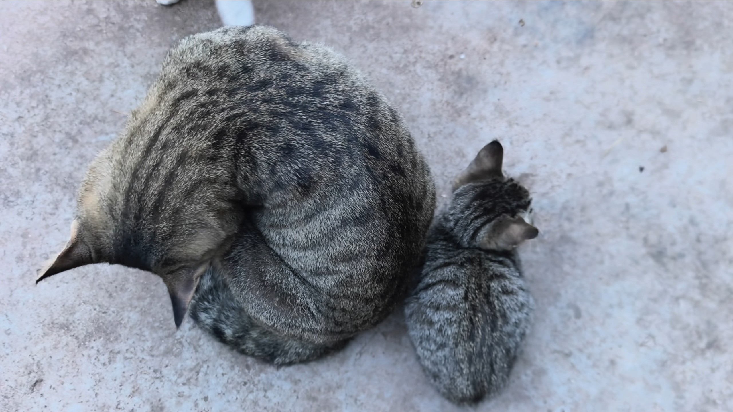 猫界双十一: 买正装 送小样 双倍快乐