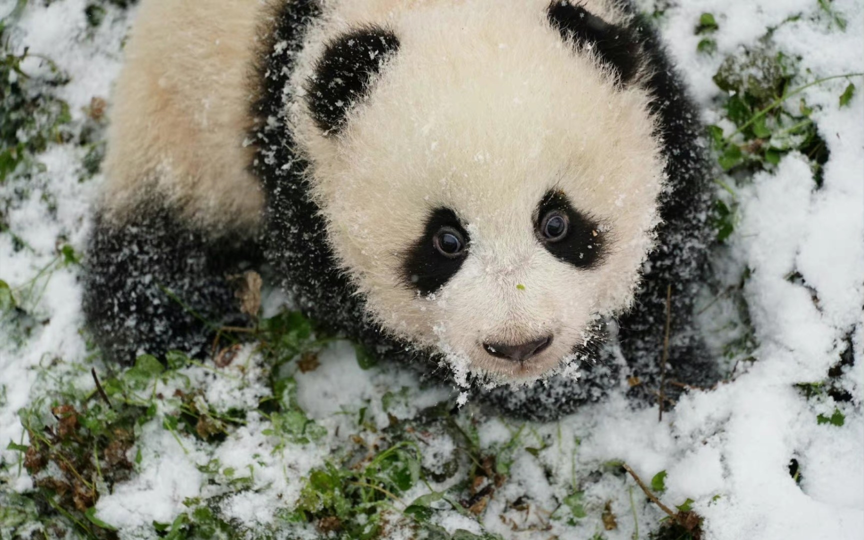 【大熊猫漫漫】绅宾仔小时候 奶音萌化了