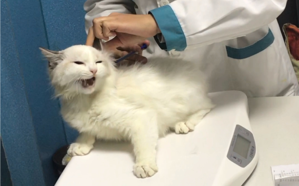 【布偶猫】宝贝憨憨小脑斧第一次生病打针:)