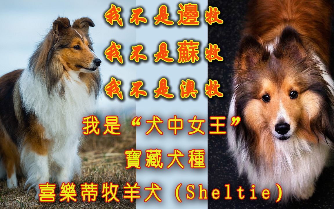 宝藏犬种“犬种女王”——喜乐蒂牧羊犬哔哩哔哩bilibili