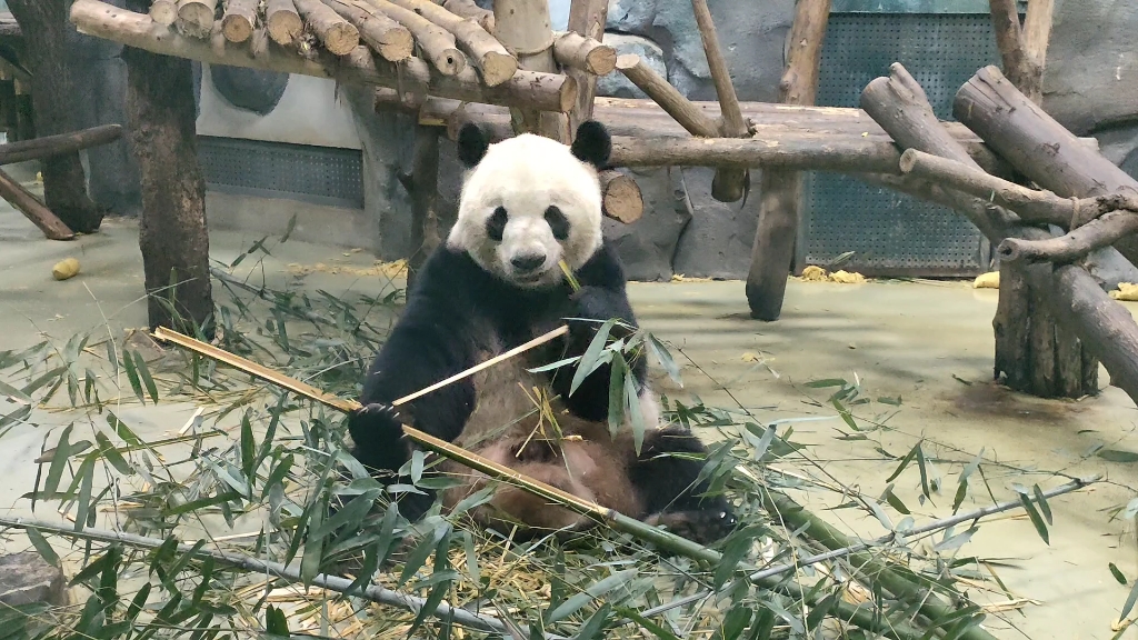 14号兽舍的大熊猫迎迎,今年看着比去年瘦了些,两道囧囧眉可怜巴巴.