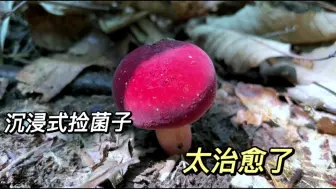 Descargar video: 沉浸式捡菌子，感受大自然的声音，你们认识多少种？