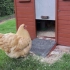 【奥平顿鸡】母鸡勇敢击退入侵者 保卫小鸡安全