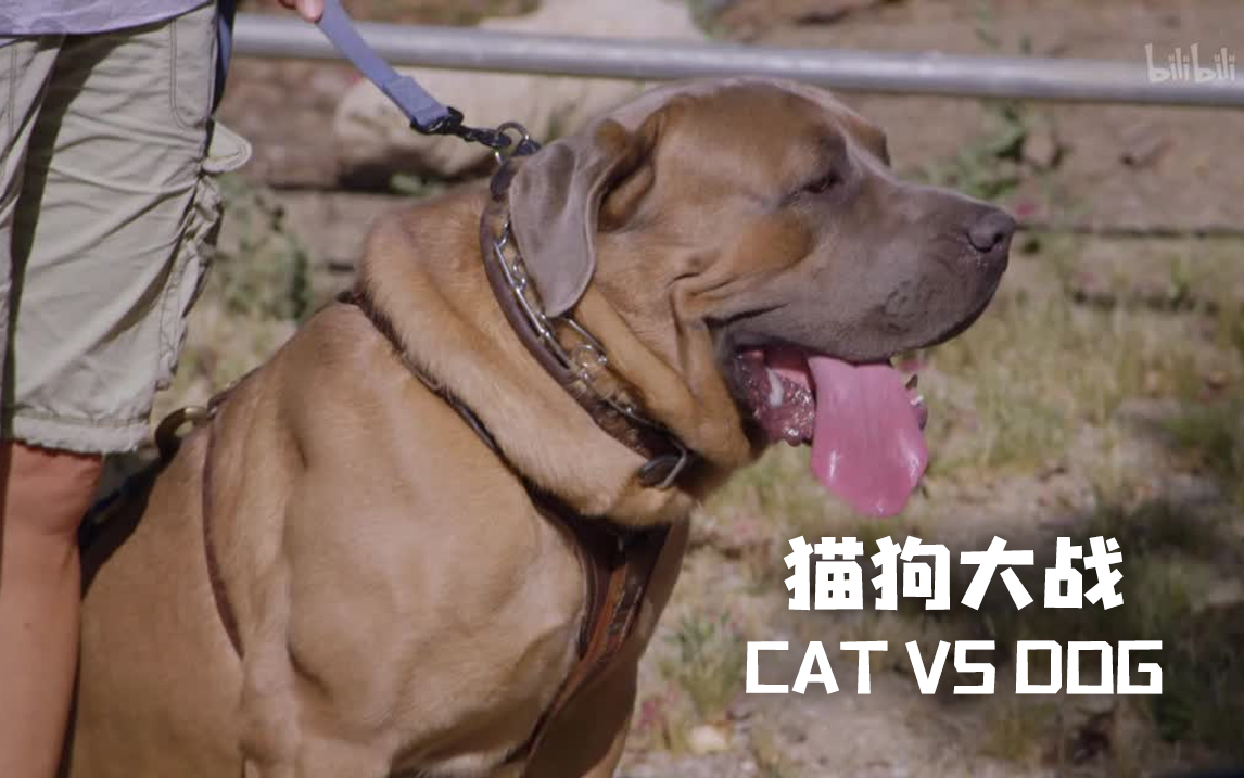 猫狗大战里的狗图片