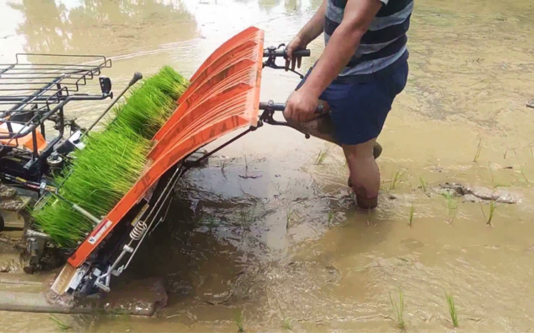 水稻插秧机就是这么简简单单插秧 我插秧的时候怎么没有这个哈