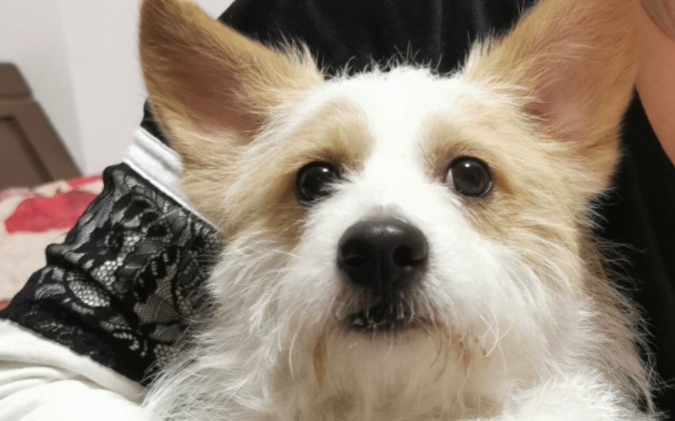 柯基和比熊的结合体 颜值原来这么高!