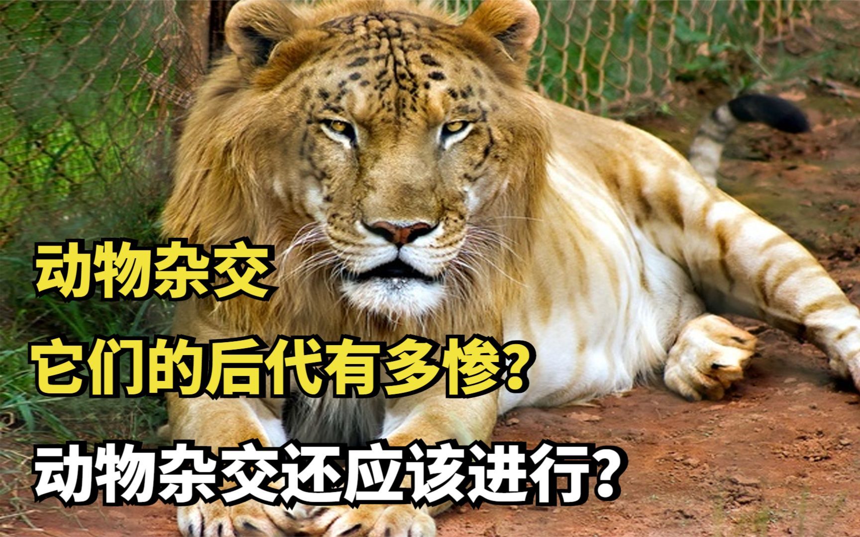 动物杂交,它们的后代有多惨?动物杂交还应该进行?哔哩哔哩bilibili