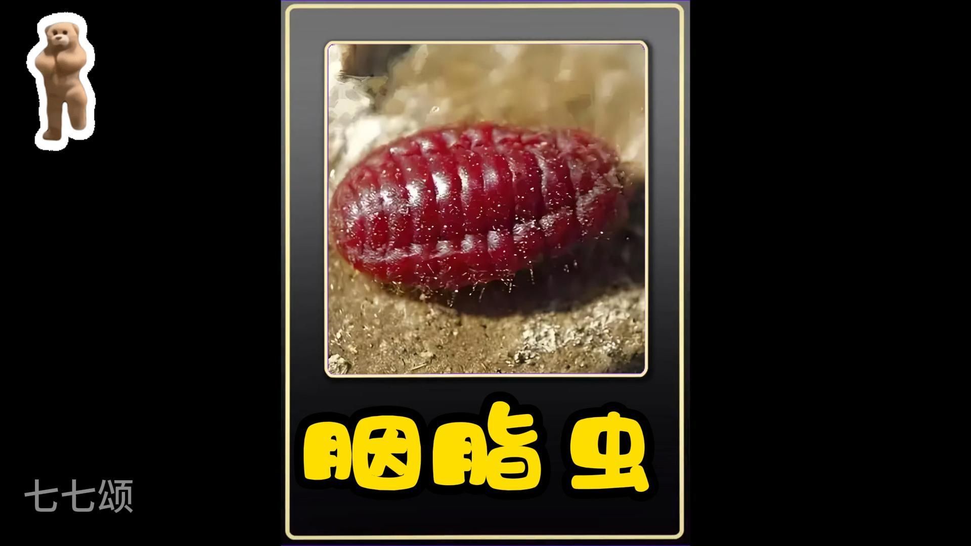 胭脂虫,产天然红色素,被广泛用于化妆品,食品,纺织品等领域