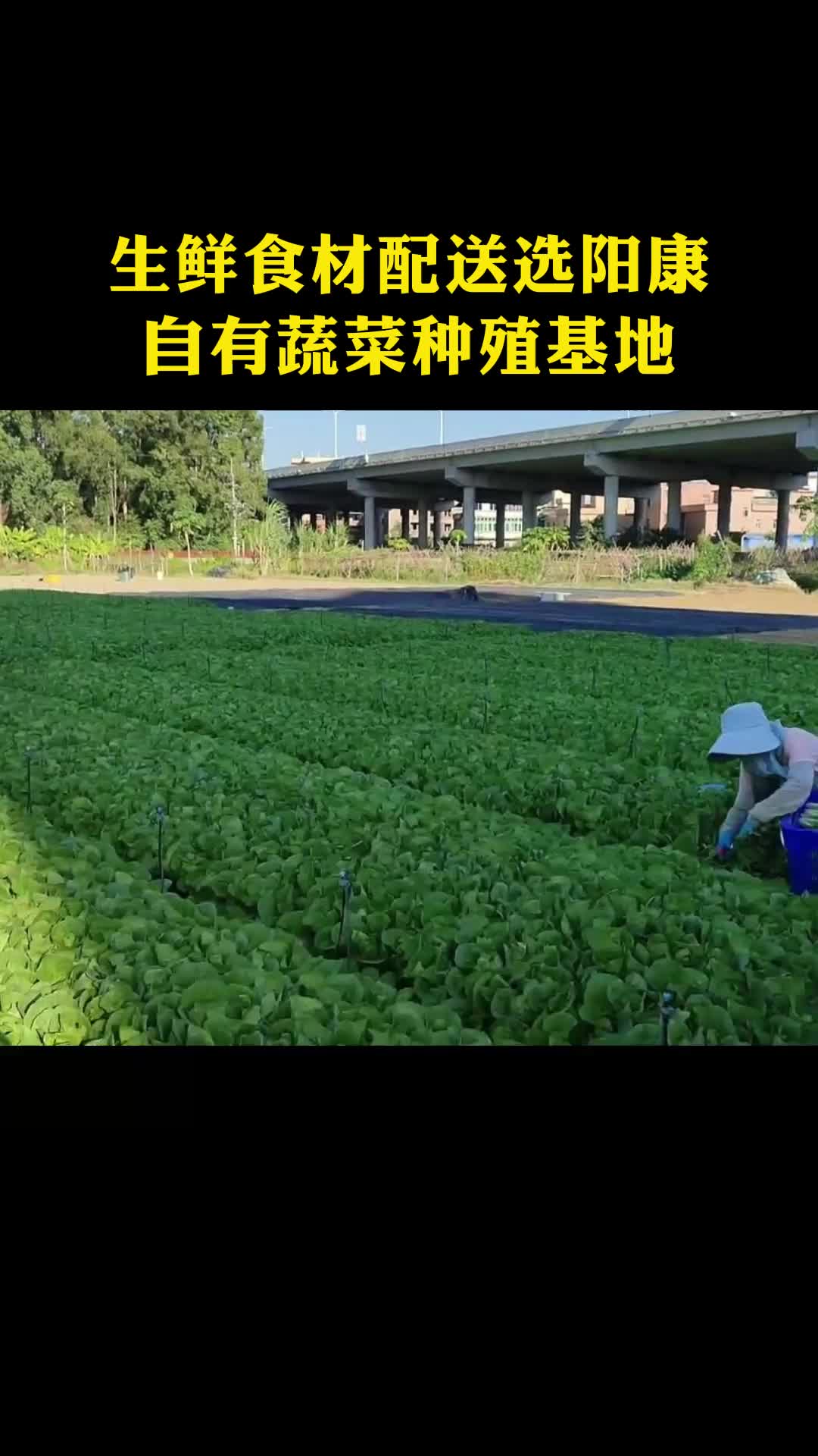 蔬菜配送生产基地,广州食材配送公司专业提供蔬菜配送;生鲜食材配送和送菜等业务,有需要的朋友等你来了解哔哩哔哩bilibili