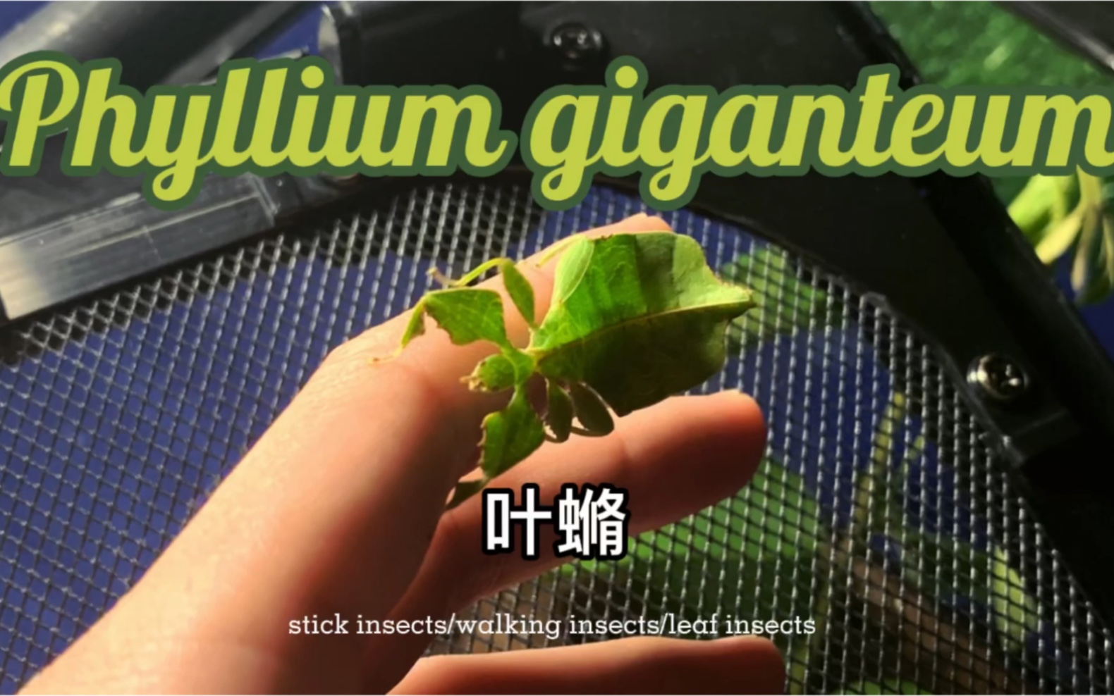 [图]【昆虫奇遇】神奇的拟态昆虫——叶䗛（竹节虫）