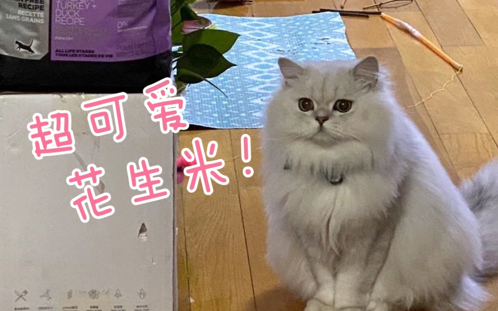 花少北家的花生米200502直播录屏之米子哥短暂的出场