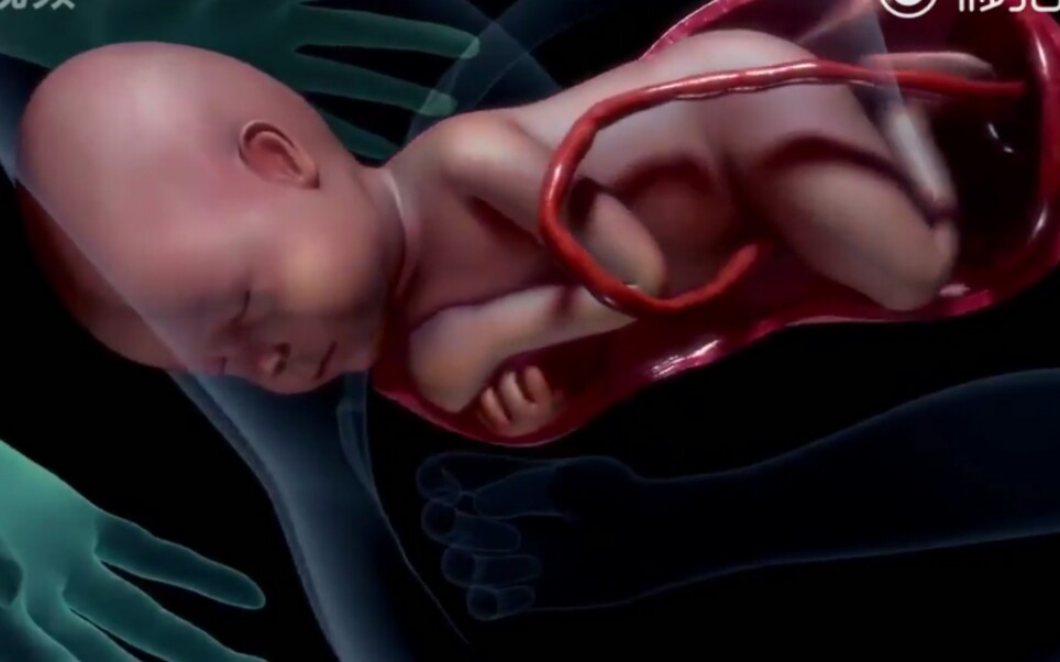 3d动画演示从卵子受精到胎儿出生过程