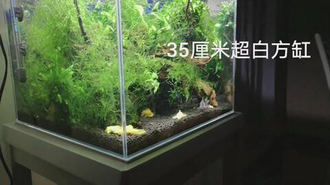 我的小阴性水草缸 哔哩哔哩 Bilibili 我的小阴性水草缸 哔哩哔哩 Bilibili