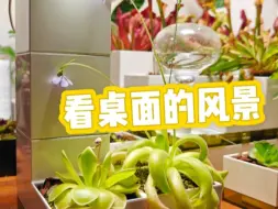 Download Video: #食虫植物 #食虫植物缸 #捕虫堇 #捕虫堇开花 #茅膏菜开花