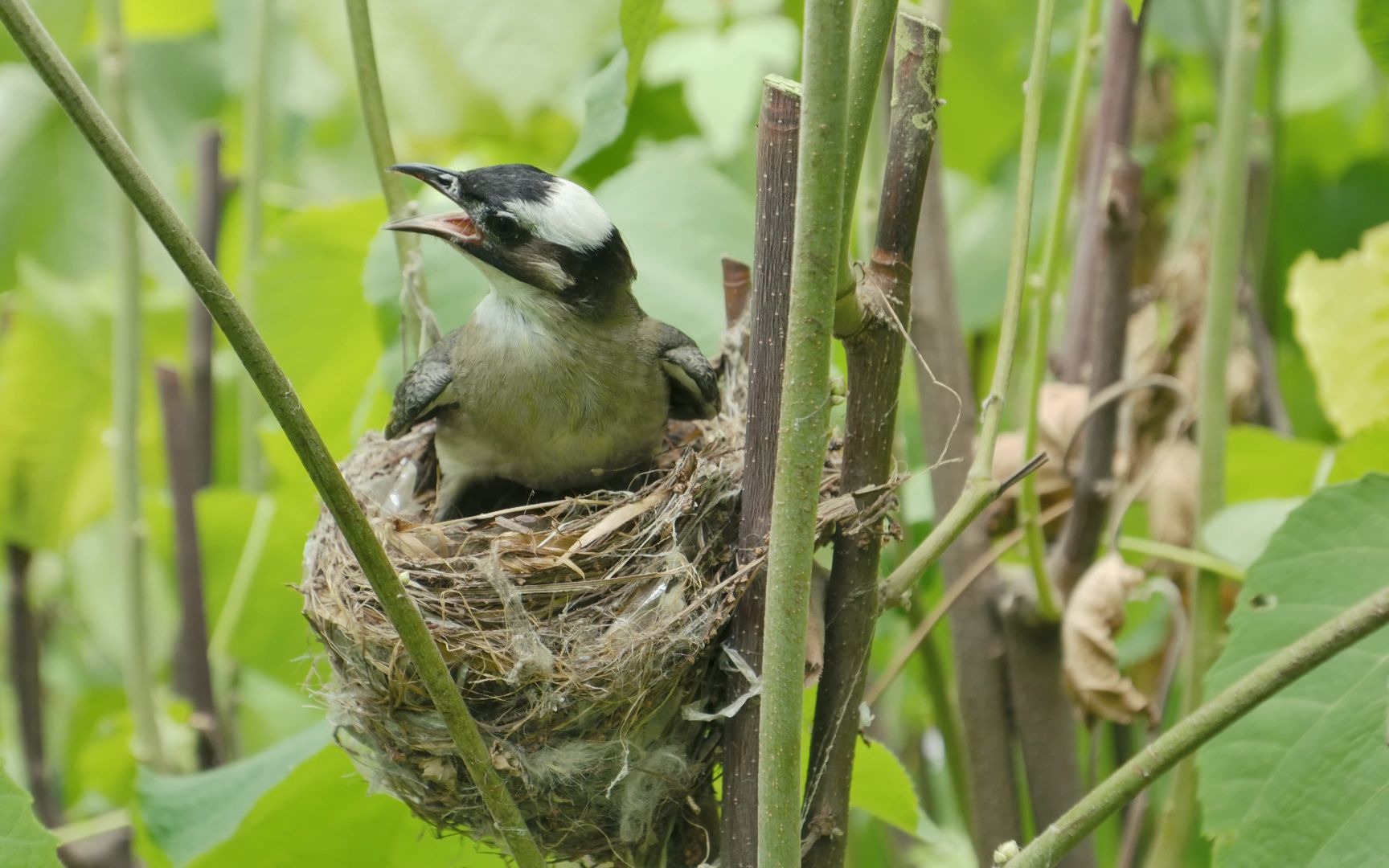 广角端下的白头鹎亲鸟为雏鸟遮阳热到气喘吁吁