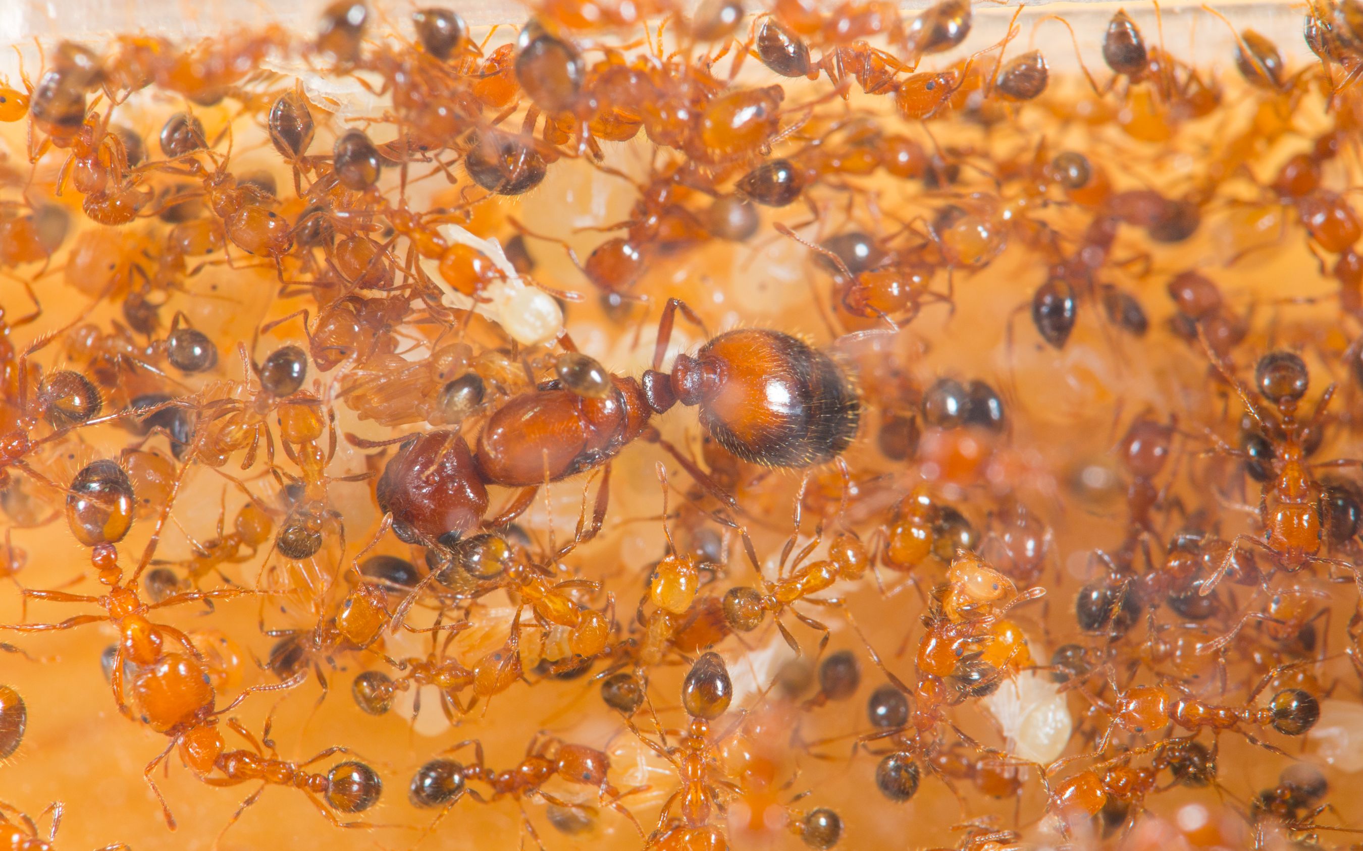 热带火蚁新后三个月出繁殖蚁 蓝光微距画质_哔哩哔哩 (゜-゜)つロ