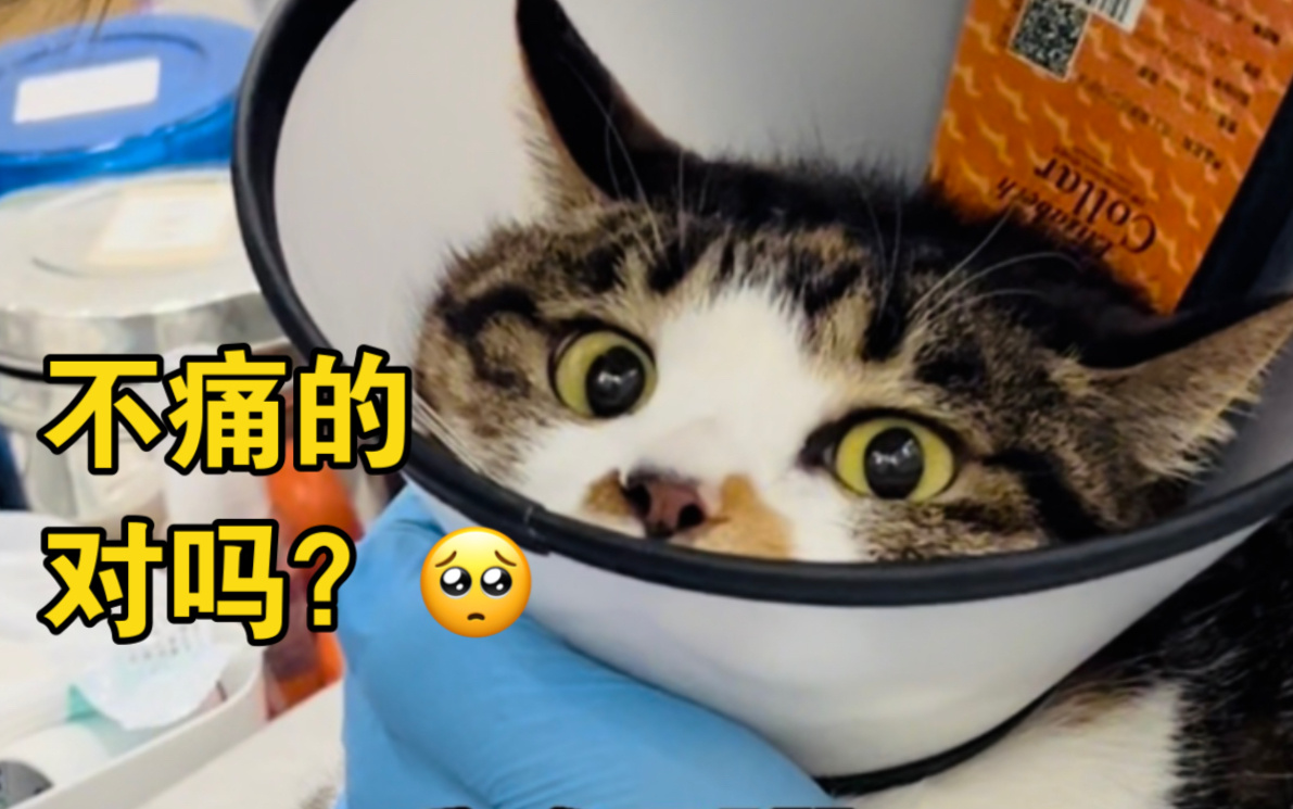 猫咪体检疯狂撒娇求饶企图逃过一劫!看的心要化了~哔哩哔哩bilibili