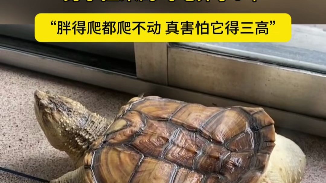 男子捡来的乌龟养了九年,胖得爬都爬不动,真害怕它得三高