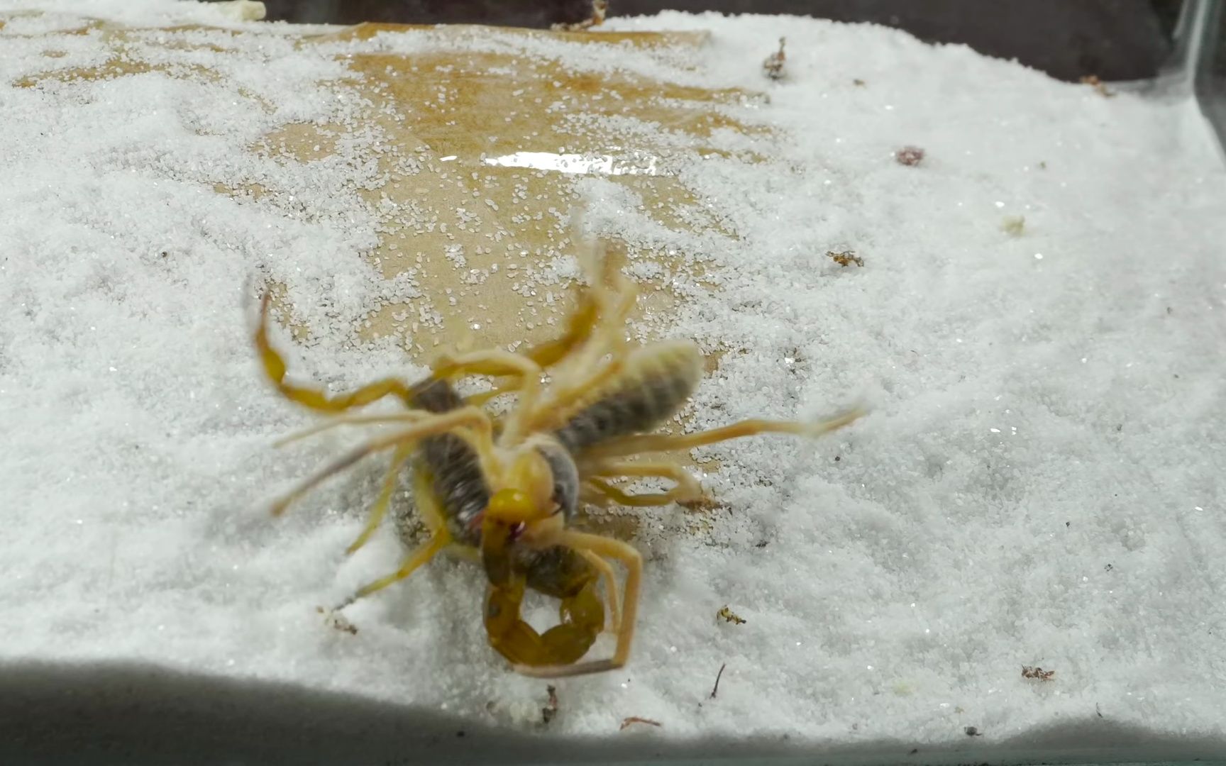 骆驼蜘蛛vs毒蝎子