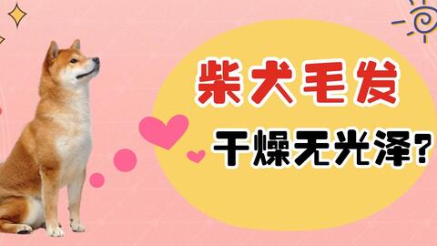 狗狗产后需要补钙吗 哔哩哔哩 狗狗产后需要补钙吗 哔哩哔哩