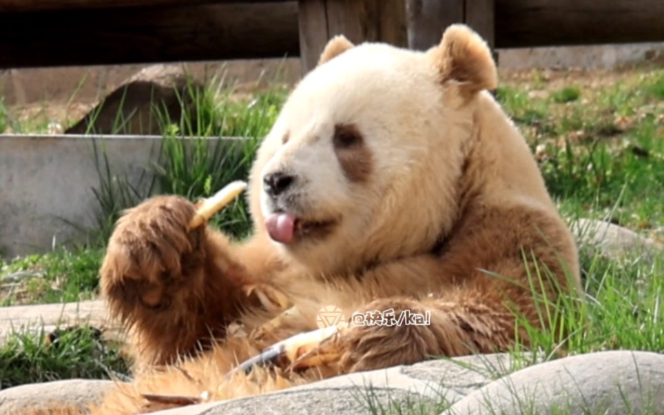 大熊猫七仔小时候图片