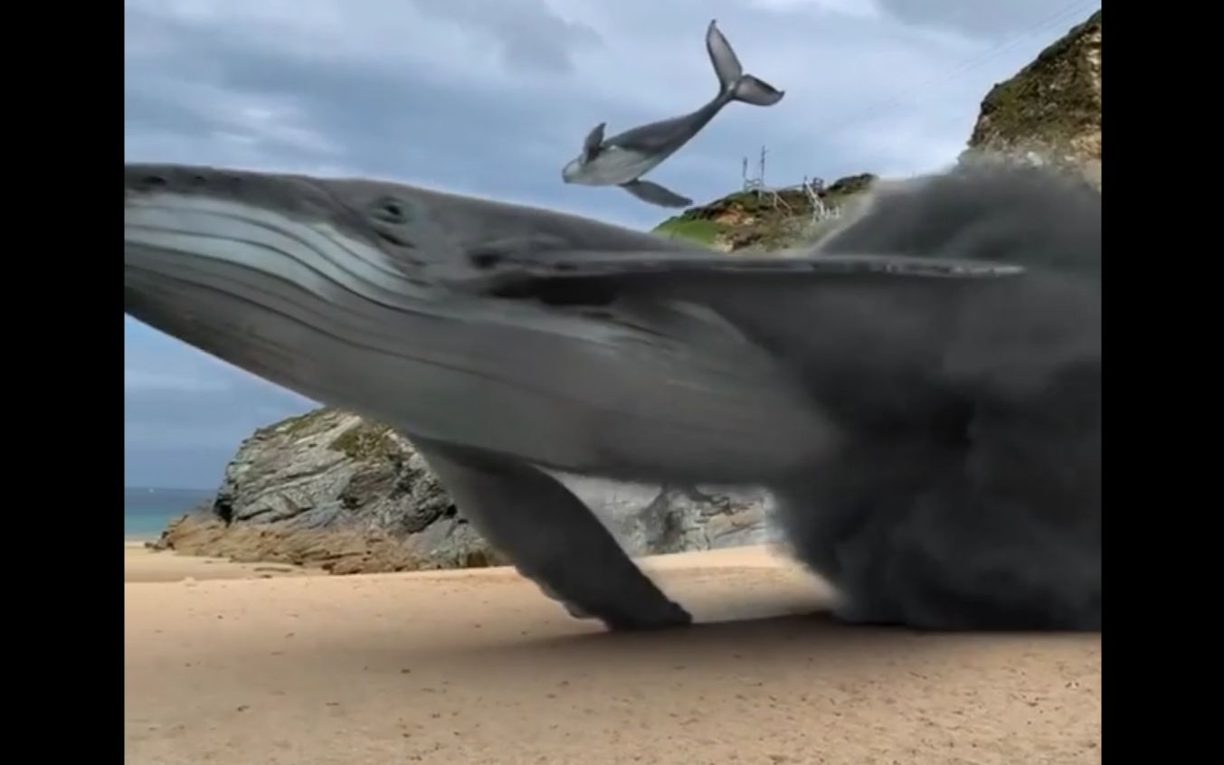 传说中的"山鲸"迁徙到海滩了?