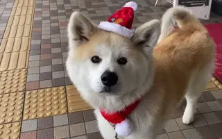 おじいちゃんは25歳 搜索结果 哔哩哔哩 Bilibili