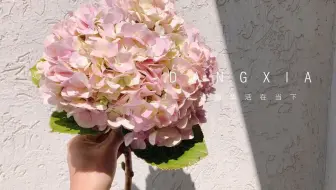 大叔说花 鲜切花选购及保养6 绣球花 八仙花 紫阳花鲜切花 哔哩哔哩 Bilibili 大叔说花 鲜切花选购及保养6 绣球花 八仙花 紫阳花鲜切花 哔哩哔哩 Bilibili