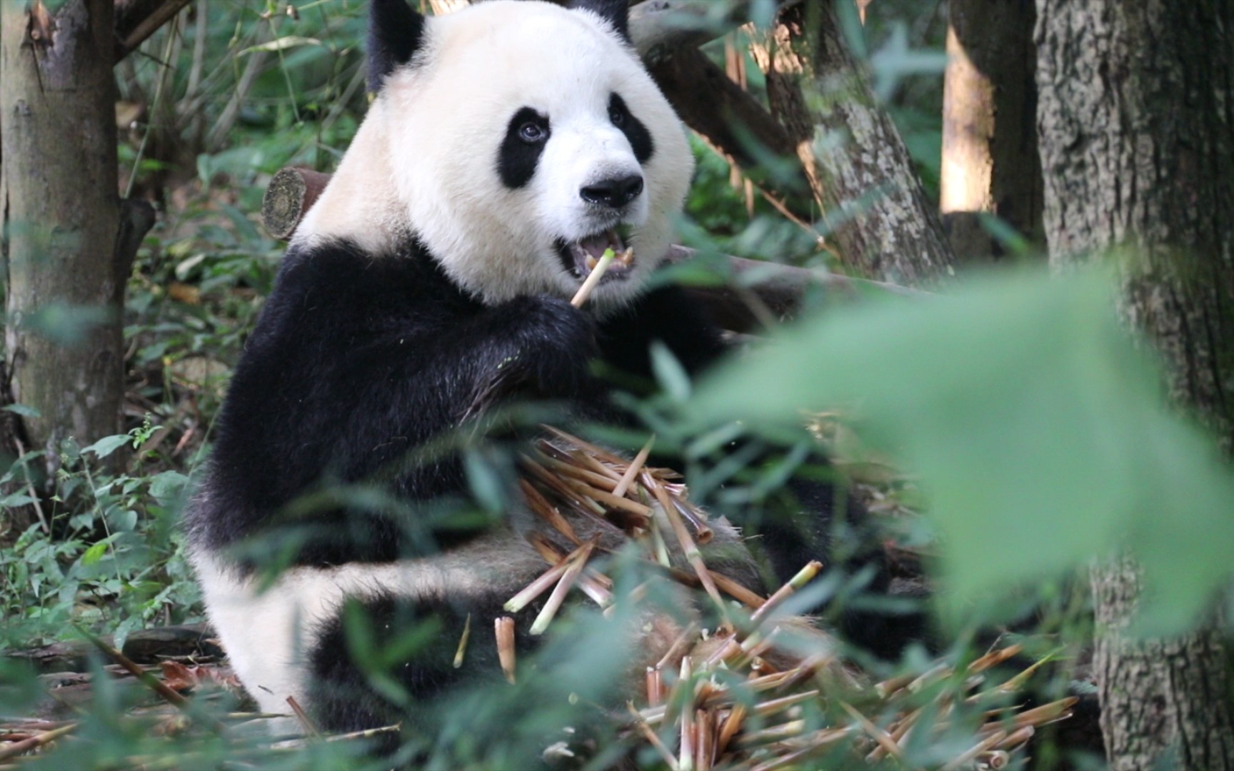 【大熊猫毛毛】毛毛怎么这么奶气啊啊啊