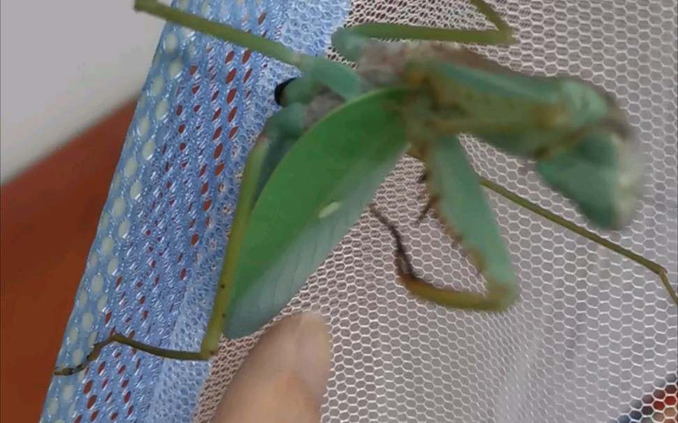 脾气逐渐暴躁的10.6巨斧螳