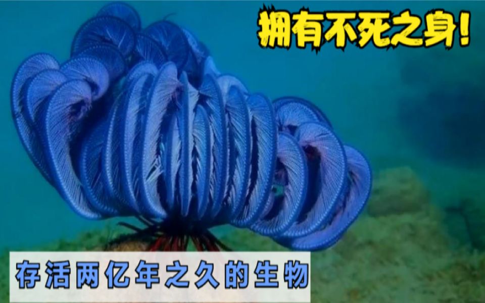 海羽星:存活两亿年之久的生物,剁手之后还可以重生!哔哩哔哩bilibili