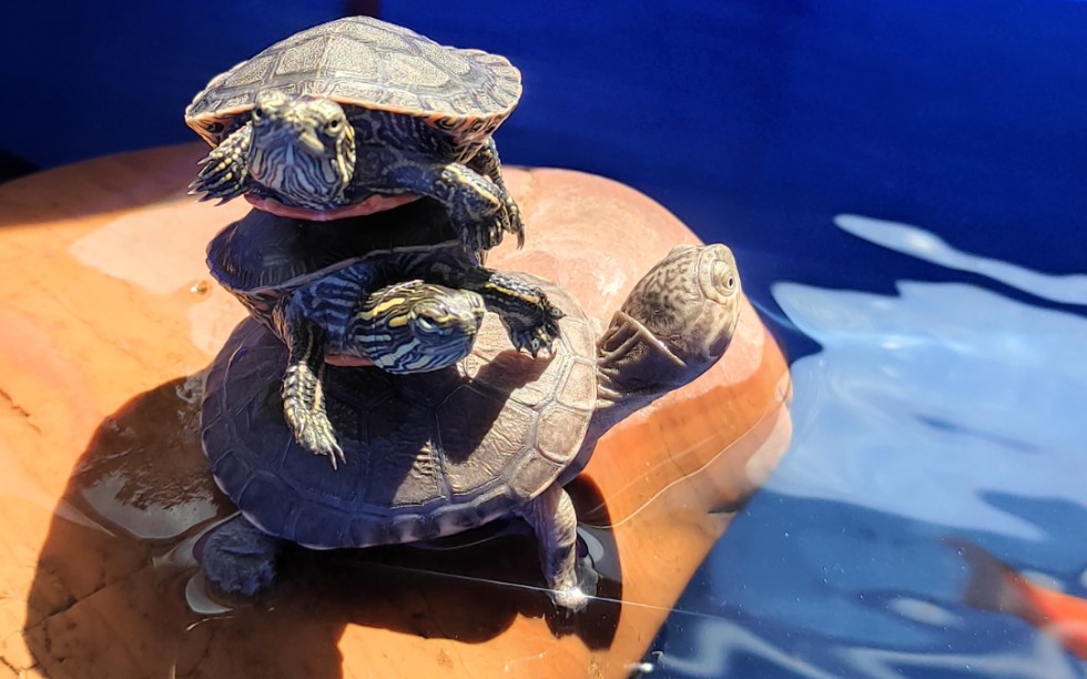 西非侧颈龟记录憨憨龟的日常