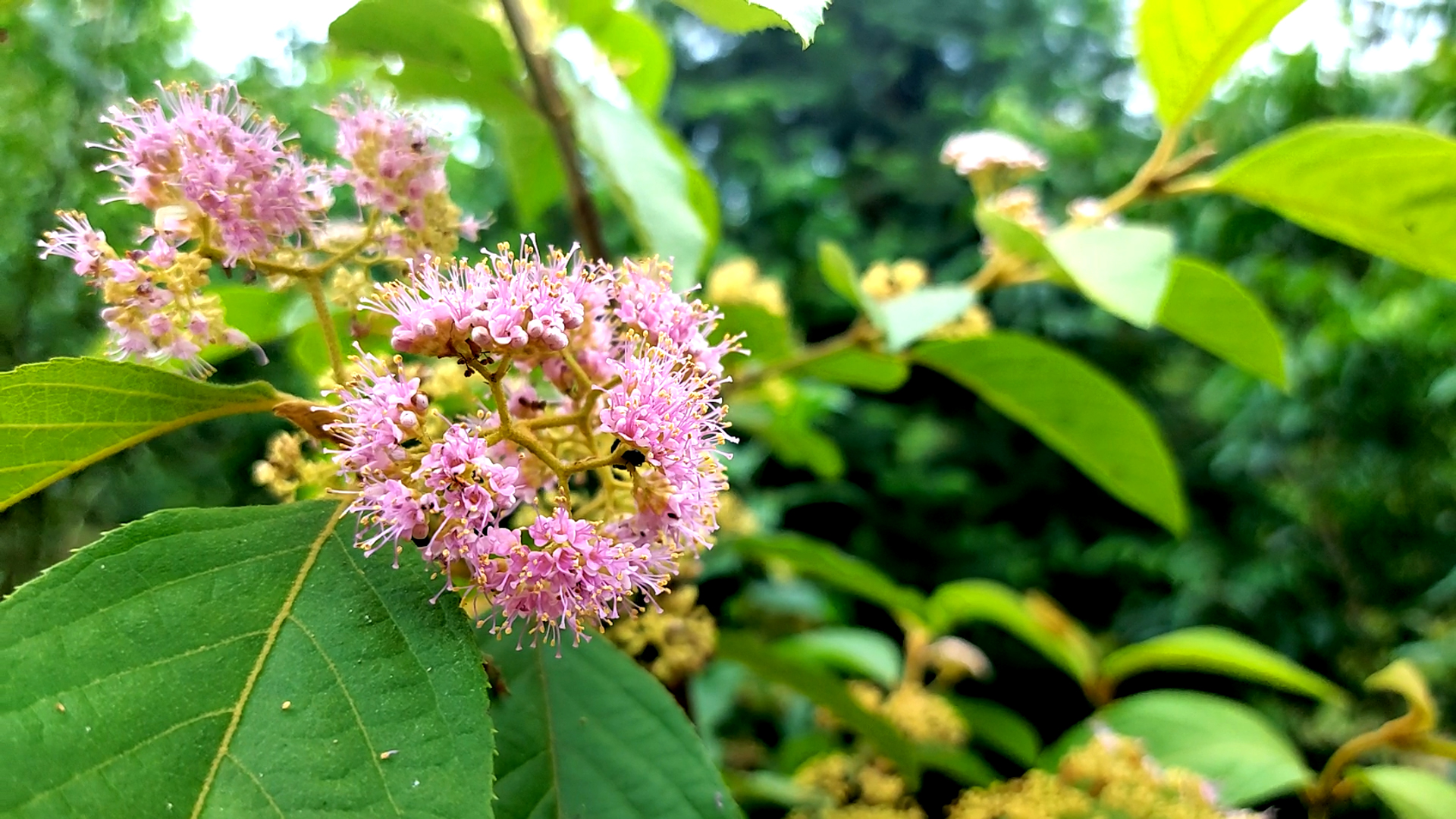 农村罕见杜红花价值极高 很多人还不知道_哔哩哔哩 (゜-゜)つロ 干杯