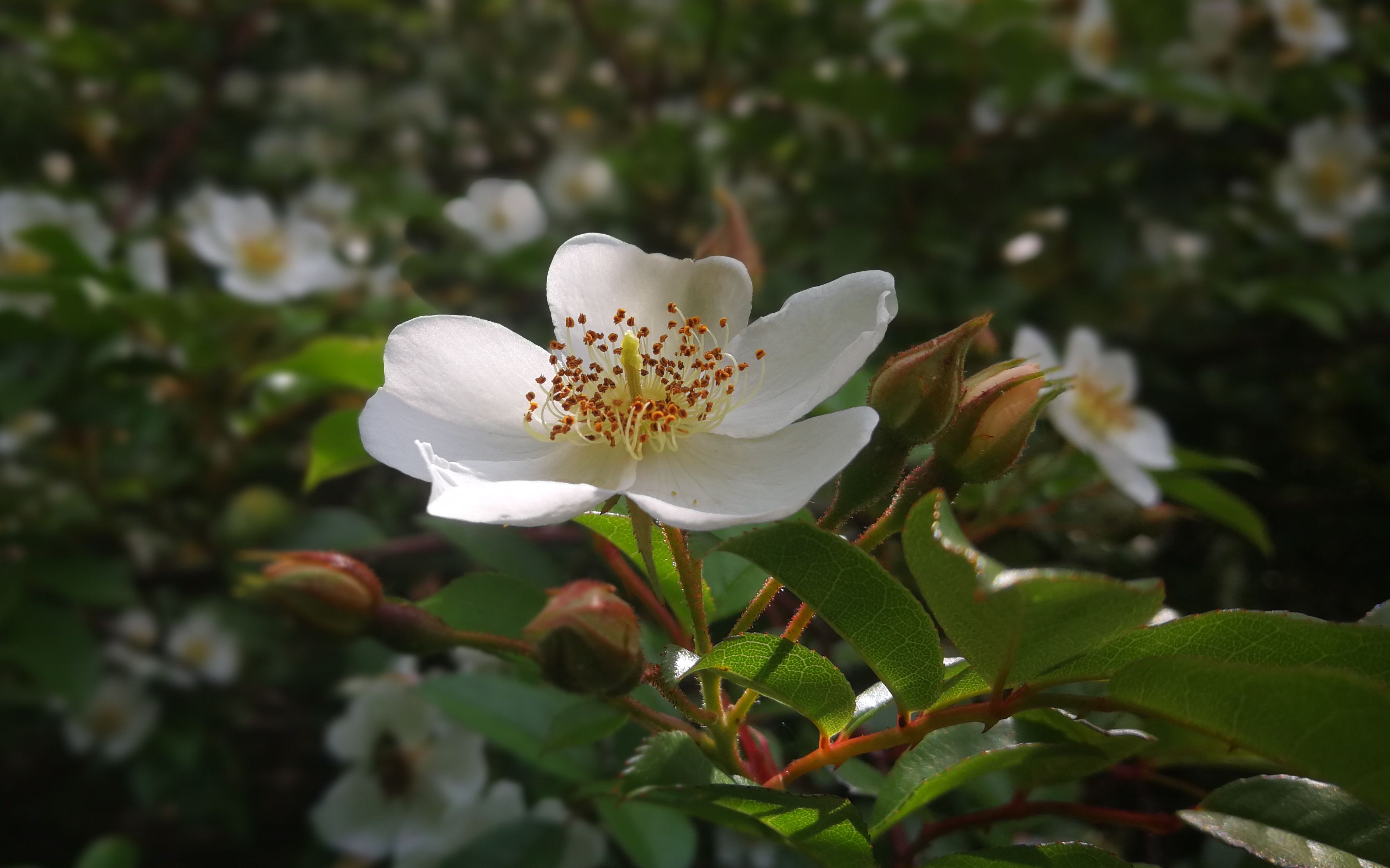 4k 金樱子野蔷薇刺梨,白色花海