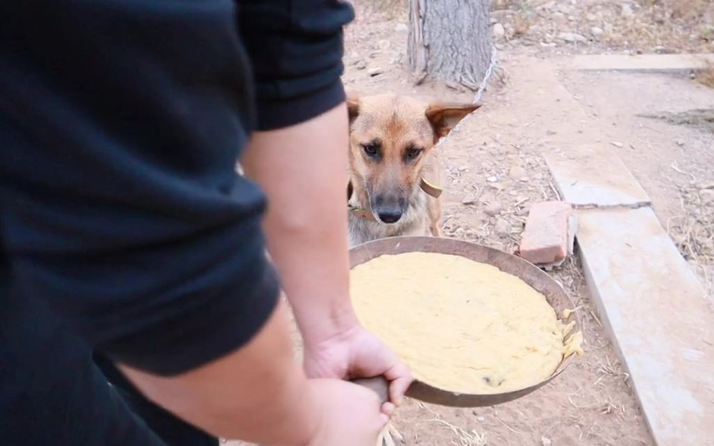 大型犬狗食的制作方法,狗狗们一顿吃一锅!哔哩哔哩bilibili