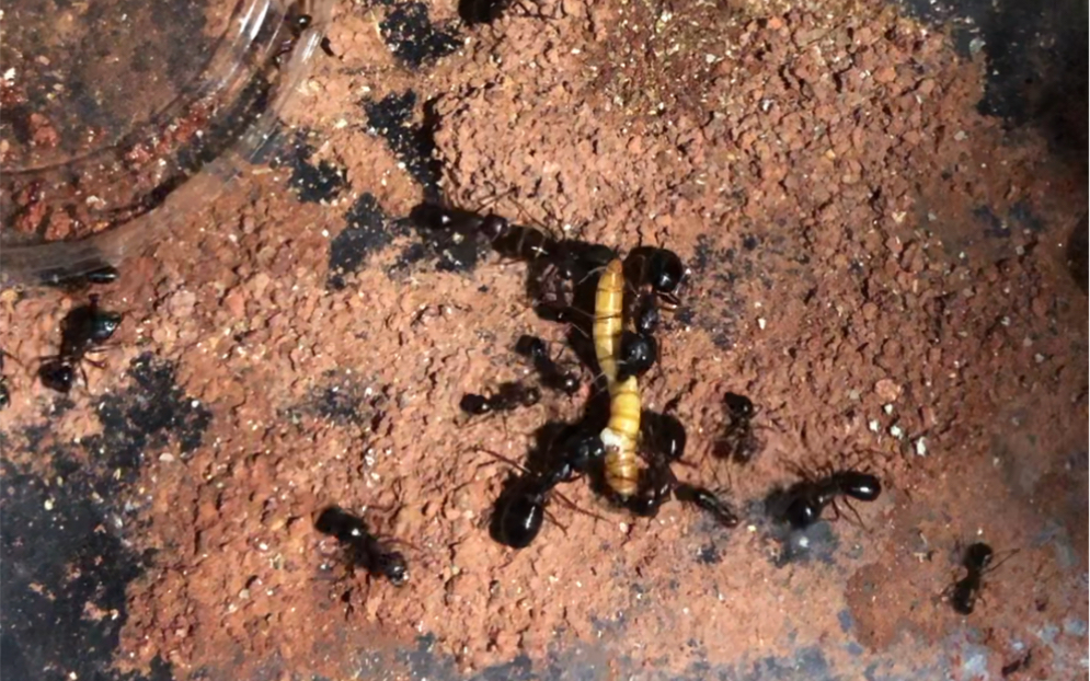 大头弓背蚁日常咬面包,看着都疼_哔哩哔哩 (゜-゜)つロ 干杯~-bili