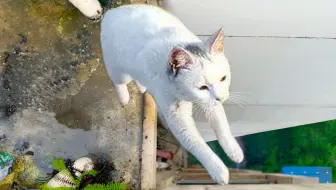 全b站第一个靠救猫上电视的up主 撒花 哔哩哔哩 Bilibili