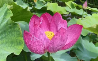 【摄影技巧】夏日荷花怎么拍出意境短视频呢？