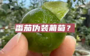 Download Video: 绿宝石番茄怎么分辨是否成熟？一捏二看，没熟透别摘啊