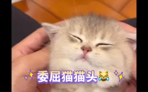 Download Video: 邓峰直播幼儿园 好可爱的流泪猫猫头 这样的小猫咪 ee一口吃一个 嘿嘿嘿！！12.24