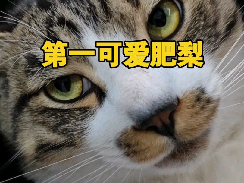 【整活宝投稿活动】b站最可爱最听话的简州猫(狸花猫)